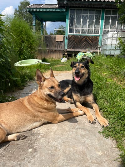 In Nizhny Tagil, Russia, two dogs are resting on a concrete path in front of a weathered wooden house with green trim. The larger dog, a tan mixed breed, lies on its side with its head turned to the left, its mouth open in a pant. The second dog, a black and tan mixed breed, is lying down facing forward, also with its mouth open. The background shows overgrown green vegetation, a wooden fence, and a large white water tank. The scene appears to be in a rural or backyard setting.