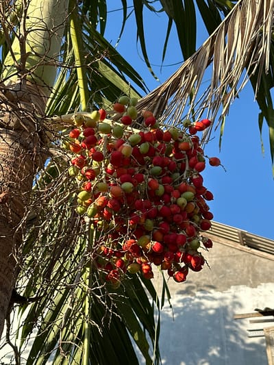 In Kuta Selatan, Indonesia, a cluster of ripe red and green palm fruit hangs from a palm tree against a clear blue sky. The fruit is dense and appears to be growing on thin branches. Palm fronds are visible in the foreground and background, some of which are dried and brown. To the right of the palm tree, a light-colored building with horizontal wooden accents is partially visible. The scene is illuminated by bright sunlight, casting shadows on the building.