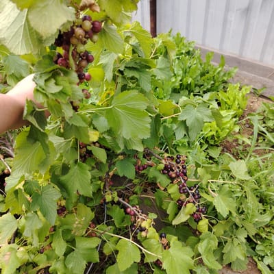 A person's hand is shown gathering a cluster of dark red and green berries from a bush. The bush has large green leaves and is laden with bunches of berries. In the background, there is a garden bed with lush green plants and a white corrugated metal fence. The scene appears to be outdoors in a residential or garden setting. The location is Ekibastuz, Kazakhstan.