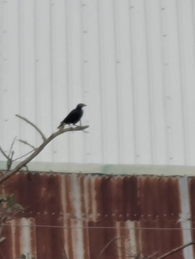 A lone black bird is perched on a thin, bare tree branch. The bird is silhouetted against a pale, corrugated metal wall. Below the wall, a rusty corrugated metal fence is visible. The scene appears to be outdoors in a somewhat industrial or weathered area, possibly in Barakin Akawo, Nigeria, given the materials of the walls and fence. The lighting suggests it might be daytime.
