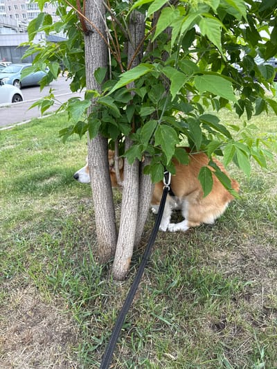 A light brown and white dog with a black leash is partially hidden behind the trunk of a small tree, with its head turned to the left. The dog is lying on a patch of green grass with some dry patches and brown leaves. In the background, there are cars parked on a street next to a building. This scene appears to be in the city of Krasnoyarsk, Russia, given the urban environment and the commonality of such trees and grassy areas in Russian cities.