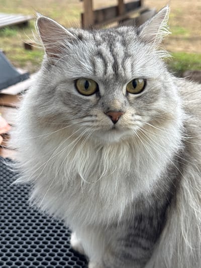 A close-up shot of a silver tabby cat with long fur and green eyes. The cat is facing the camera, slightly tilted. The background is blurred, suggesting an outdoor setting, possibly a yard or garden. A glimpse of greenery is visible in the background. A dark gray grid-like surface is visible on the right side of the frame, suggesting the cat is on a grate or similar structure. There are no people visible in the image. The location information suggests the image was taken in or near Gornyi (Dvurechenskoe S/P), Russia, but there's no visual confirmation of this detail in the image itself.