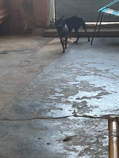 Two dogs, one grey and one black, are standing on a weathered, cracked concrete floor in what appears to be an outdoor or semi-outdoor urban setting. The grey dog is in the foreground, walking away from the camera. The black dog is behind it, facing away and to the right. In the background, there is a wall and a doorway, with a blue and white chair visible to the right. The overall scene suggests a possibly neglected or impoverished area in Juan Griego, Venezuela.