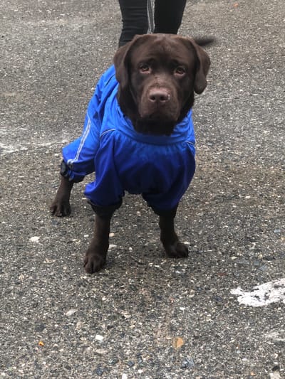 A medium shot captures a brown Labrador retriever wearing a blue dog coat with reflective stripes. The dog stands on a wet, asphalt surface, possibly a sidewalk or street, as indicated by the presence of small rocks and pebbles embedded in the pavement. In the background, the lower legs of a person wearing black pants are visible, suggesting the dog is on a leash and being walked. The environment appears to be outdoors, possibly in a city setting, given the asphalt and the leash. The dog is looking directly at the camera with a neutral expression. The lighting suggests an overcast day. The scene is forensic in its detail, focusing on the objective elements present.