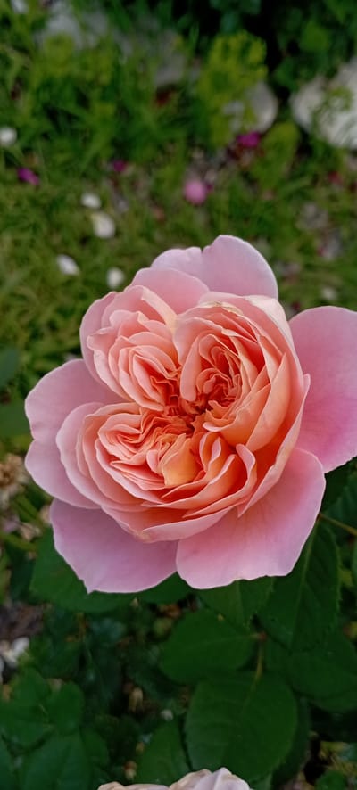 This close-up, top-down shot features a delicate pink rose in full bloom. The rose is the primary subject, with its densely packed petals creating a swirl of soft hues ranging from pale pink on the outer petals to a warm apricot in the center. A few green leaves are visible to the right of the rose, hinting at its garden setting. The background is a blur of green grass and possibly other garden elements like rocks or fallen petals, adding a natural and somewhat untamed feel to the scene. The lighting suggests it's daytime, likely a sunny or overcast day given the soft light on the petals. There is no visible text, people, or specific event taking place; the image focuses solely on the natural beauty of the rose. The overall impression is one of serene natural beauty and delicate charm.