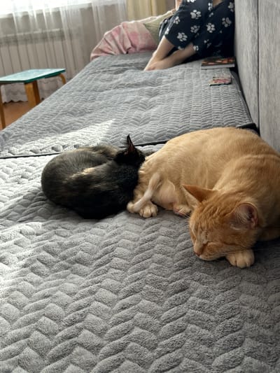 Two cats are sleeping on a gray, textured blanket. One cat is orange and is curled up on the right side of the image. The other cat is black and tortoiseshell and is curled up on the left side, appearing to be nestled into the orange cat. The blanket is spread across a bed. In the background, a person's legs are visible, wearing pajamas with white paw prints. There is also a small, teal-colored stool next to a radiator and a window with sheer curtains. The scene suggests a domestic indoor environment. There is no discernible location within the city of Sibay, Russia.