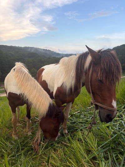 Two horses with brown and white coats are grazing in a grassy field. The horse in the foreground is on the right, facing the viewer's right, with its head down eating grass. It has a rope halter around its head, tied with a knot. The second horse is to the left, facing away from the viewer, also with its head down eating grass. The horses are in a rural area with rolling hills covered in lush green trees in the background. The sky is partly cloudy with shades of blue and yellow. The scene appears to be in the city of Da Lat, Vietnam, known for its picturesque landscapes and cool climate, often featuring rolling hills and agricultural areas.