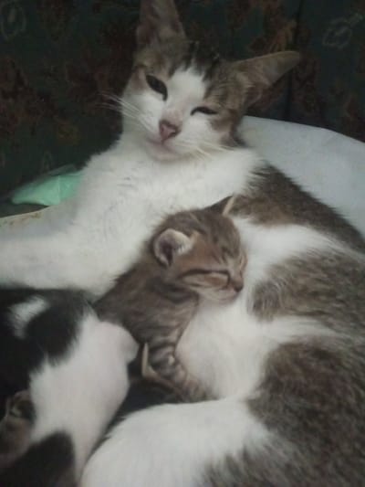 The image shows a light-colored cat with brown and white patches lying down with two kittens. One kitten is tabby and is resting on the adult cat's chest. Another kitten, which is white with black patches, is also nestled against the adult cat. The scene is indoors. The city of Ein Chay Hnit Se, Myanmar, cannot be verified from the image.