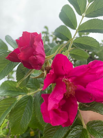 In the city of Vidzy, Vidzy Rural Council, Belarus, this image captures a close-up view of two vibrant pink flowers blooming on a green-leafed bush. The flowers, one in full bloom and the other a partially opened bud, are the primary subjects, with their rich color and delicate petals taking center stage. They are surrounded by the lush green foliage of the plant, which appears healthy and well-maintained. The background is softly blurred, hinting at a natural outdoor setting, possibly a garden or park, under an overcast sky. The lighting is diffused, creating a soft and natural look for the flowers and leaves.
