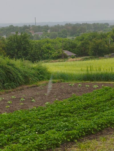 The image depicts a rural landscape in Ustyvytsia, Ukraine, on a cloudy or rainy day. In the foreground, there are two distinct agricultural plots. The lower right portion of the image shows rows of dense, green leafy plants, likely a crop like potatoes. To the upper left of this dense patch, there is a tilled area of dark soil with scattered young plants, also appearing to be a vegetable crop.
Beyond the cultivated fields, a vibrant green field, possibly of wheat or barley, stretches across the mid-ground. In the far distance, a dense cluster of trees forms a treeline, with a few scattered buildings peeking through. One building with a triangular, dark-colored roof is visible amongst the trees. The background is dominated by rolling hills and a hazy, overcast sky. A thin, vertical pole, possibly a utility pole, stands out against the sky in the upper left portion of the scene. The overall impression is one of agricultural land under a diffused, possibly wet, atmospheric condition.