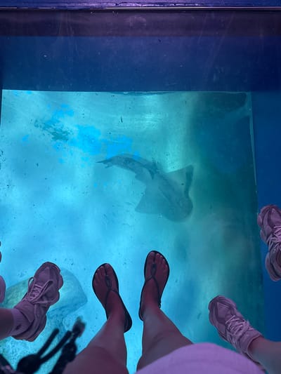 This media file shows a top-down view of several people's feet and legs as they stand on a glass floor, looking down into an aquarium. The subjects are mostly obscured, with only their feet and lower legs visible, wearing a mix of sneakers and flip-flops. Below them, in the aquarium, a shadowy shark-like creature swims in the blue-tinted water. The scene appears to be an indoor attraction, possibly an aquarium or a zoo, given the presence of the shark and the glass floor designed for viewing. The lighting is dim and artificial, with blue hues dominating the underwater scene, suggesting it is likely daytime but the specific time is not discernible. There is no visible text in the image. The overall impression is one of curiosity and wonder as the observers look down at the marine life. The setting is likely a popular tourist attraction in London, UK.
