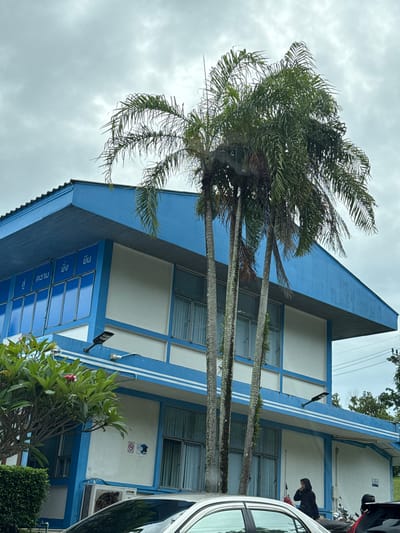 In Kathu, Thailand, an overcast sky looms over a two-story building with a blue and white facade. The upper story features a prominent blue overhang with the Thai words "สู้ ความ ยิ่ง ยืน" inscribed in blue lettering within framed panels. Three tall palm trees with lush green fronds stand in front of the building, obscuring parts of the upper windows. A smaller tree with pink flowers and dense green foliage is situated to the left of the building. A modern outdoor light fixture is mounted on the upper blue trim. Below the windows on the ground floor, an air conditioning unit is visible. To the right, a woman wearing a black hijab stands near a motorcycle, partially obscured by a parked car in the foreground. Another motorcycle is parked to her right. The scene suggests an outdoor area adjacent to a building in a tropical climate.