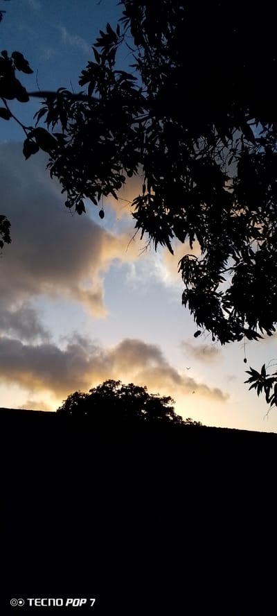 This image captures a silhouetted view of trees against a twilight sky. In the foreground, dark branches and leaves of what appear to be fruit-bearing trees, possibly mango trees given the season and location, are prominent. Several dark, oval shapes, suggestive of fruit, hang from the branches. The sky transitions from a deep blue at the top to lighter shades of blue and orange near the horizon, indicating sunset or sunrise. Clouds are visible, some dark and heavy, others lighter and tinged with the warm colors of the setting or rising sun. In the middle ground, another silhouetted mass of trees or foliage forms a dark mound against the brighter sky. The bottom portion of the image is dominated by a dark, solid silhouette, likely representing the ground or a structure. The overall impression is a tranquil, natural scene at dusk or dawn. The bottom left corner of the image contains a watermark indicating "TECNO POP 7". The description of Altagracia, Venezuela, is not directly discernible from the visual information in the image.