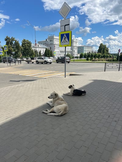 The image depicts an outdoor urban scene. Two dogs are present on a paved sidewalk. One dog, with black and white markings, is sitting. The other dog, lighter in color, is lying down. Both dogs appear to be stray.
In the background, there is a street with parked cars and a pedestrian crossing marked by yellow and white stripes. Buildings with classical architecture line the street, suggesting a historical or city center area. Trees and a clear blue sky with white clouds contribute to the overall setting.
Several traffic signs are visible. A yellow diamond-shaped sign with a black border is on the left. Next to it, a blue square sign with a white pedestrian symbol indicates a crosswalk. Another similar pedestrian crossing sign is visible further down the street.
The time of day appears to be daytime, with clear sunlight casting shadows on the pavement. The weather seems pleasant, indicated by the bright sky and visible clouds. The presence of buildings and traffic suggests an urban environment in Sarapul, Russia. No specific emotions are evident from the dogs or the scene, other than a sense of normalcy for stray animals in an urban setting. There is no legible text in the image.