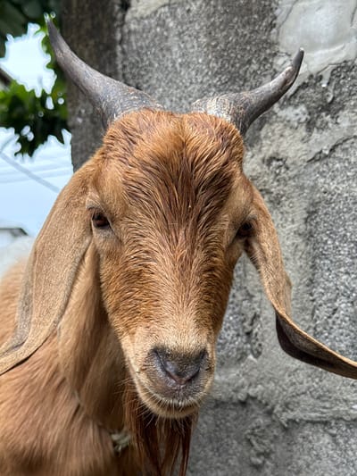 A close-up, angled shot features the head of a light brown goat with curved, dark horns. The goat's head is positioned against a roughly textured, gray concrete surface. The background shows a glimpse of green foliage and white electrical wires. The image was taken in Ado, Nigeria.