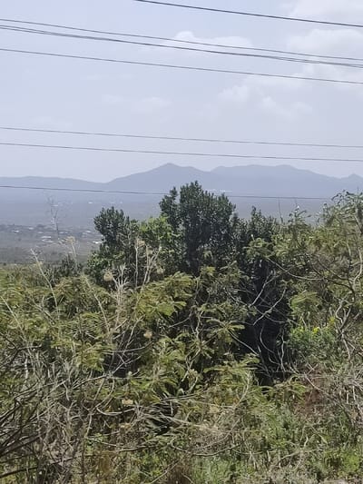 This image captures a panoramic view of the Ewuaso Oonkidong'i ward in Kenya, showcasing a vast natural landscape under a bright, hazy sky. The scene is observed from an elevated vantage point, looking down into a broad valley or plain.
In the immediate foreground, dense, untamed vegetation dominates the lower and middle portions of the frame. This includes a variety of trees and shrubs, some appearing dry and thorny with sparse, light-colored branches, while others are lush with dark green foliage. Distinctive feathery, light green leaves, possibly belonging to acacia-like plants, are visible.
The midground reveals a sprawling expanse of land, partially covered by vegetation, with scattered signs of human settlement in the form of small buildings or structures, suggesting a village or town. Beyond this, the landscape stretches to a series of undulating mountains that form the distant background. These mountains appear soft and muted in color, likely due to atmospheric haze or distance.
Above the distant landscape, the sky is light blue to grey, with faint, scattered clouds. Several parallel power or telephone lines traverse the upper section of the image horizontally, cutting across the sky and the distant mountain range.
The time of day appears to be bright daylight, possibly late morning or early afternoon, given the overall illumination. The weather seems clear but with a noticeable atmospheric haze, which is common in semi-arid environments. There are no people or explicit activities visible in the static landscape. No text is visible in the image.