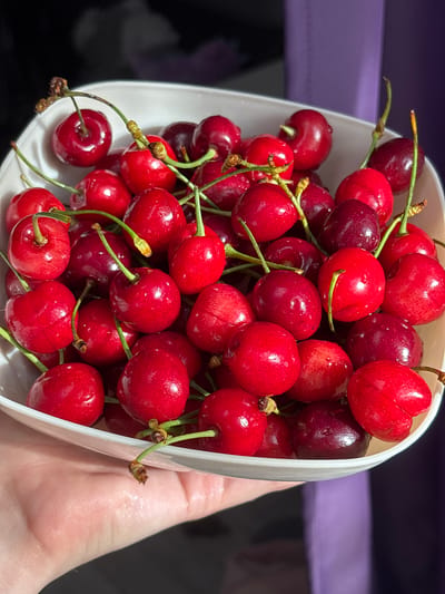 A close-up, overhead shot shows a hand holding a white bowl filled with fresh, ripe cherries. The cherries are a deep red color with visible water droplets on their surfaces, indicating they have been recently washed. Many of the cherries still have their stems attached. The background is out of focus and shows a gradient of dark tones, with hints of purple. The lighting suggests a natural light source from the side, casting subtle shadows on the cherries and highlighting their glossy texture. The bowl is tilted slightly, revealing the bottom portion of the hand and fingers that are supporting it. The scene appears to be indoors, possibly in a kitchen or dining area, with no specific city or location details discernible in the image.