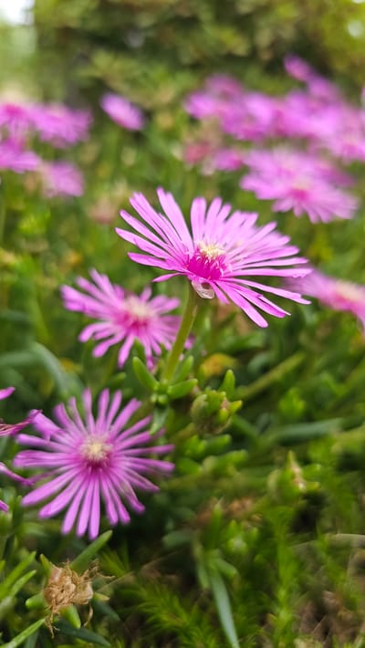 The image shows a close-up view of several pink, star-shaped flowers in a garden. The flowers have long, thin petals and a yellow center. They are surrounded by green, succulent-like foliage. The background is blurred, suggesting a shallow depth of field, with more pink flowers and green leaves visible. The overall impression is one of a vibrant and natural setting. This scene is located in the city of Asan-si, South Korea.