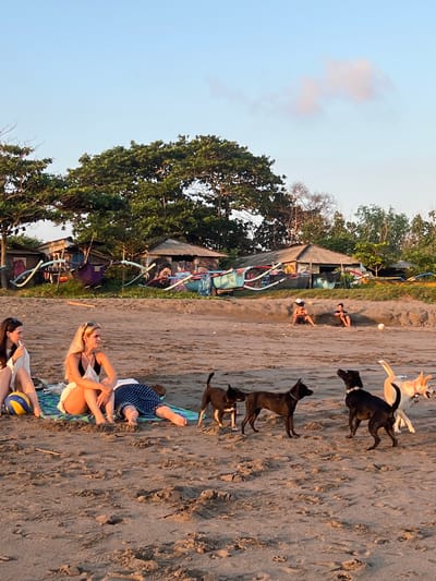 A group of people and dogs are on a sandy beach in North Kuta, Indonesia, at sunset. In the foreground, two women are sitting on a blanket. One is wearing a white top and skirt, and the other is wearing a white top. They are next to a blue and yellow volleyball. Several dogs are present on the beach, some interacting with each other and others standing still. In the mid-ground, two men are sitting on the sand, one is playing with a white ball. Behind them, there are a few small buildings with thatched roofs and colorful boats are parked on the beach. The sky is clear with a few wispy clouds.