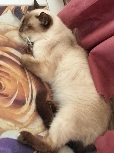 The image shows a Siamese cat sleeping on a patterned blanket. The cat is lying on its side, with its eyes closed and its paws tucked in. The blanket has a floral pattern with shades of brown, yellow, and white. To the right of the cat, there is a folded piece of burgundy fabric. The image is taken from a high angle, looking down at the cat. There is no identifiable information in the image that would suggest its location in Davao City, Philippines.