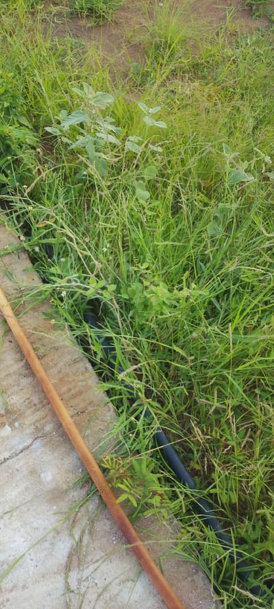 A close-up, ground-level view shows a section of a concrete path next to a dense growth of green grass and weeds. A long, orange-brown hose lies diagonally across the concrete, extending out of frame to the bottom left. Partially obscured by the grass and weeds, a black pipe runs parallel to the concrete path, disappearing into the vegetation. The environment suggests an outdoor, possibly unmaintained area.