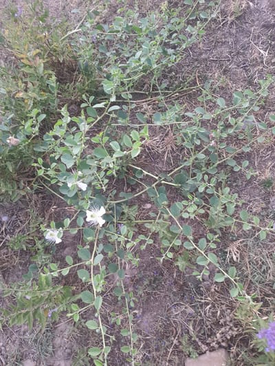 The image displays a patch of ground with a low-growing plant covered in small green leaves and some white flowers. The plant's branches spread horizontally across the dry, brown earth, which is covered in sparse, dry grass and some small purple flowers. There are no people or animals visible in the image. The scene appears to be an outdoor, natural environment.