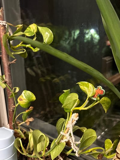 This is a close-up, eye-level shot of a potted plant, likely a Pothos, with variegated green and yellow leaves. The plant is on a windowsill, with a dark, reflective surface behind it, possibly a window showing a blurred nighttime scene with some light reflections. A thin, dark branch runs horizontally across the lower part of the frame, with the plant's vines growing along and around it.
Attached to one of the upper vines is a small, colorful plastic charm or sticker depicting an orange, cartoonish creature with a green head. Further along another vine, there's a delicate, white, string-like decoration, possibly meant to mimic a natural element or serve as a plant support. Some of the leaves show signs of browning or wilting, indicating potential care issues.
The overall lighting suggests an indoor environment, likely at night, given the dark reflections and the artificial light source visible as a blurred, bright spot in the background. The setting appears to be a domestic interior. No text is visible in the image.