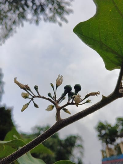 The image presents a close-up, low-angle view of a plant branch against an overcast sky in the city of Kyauk Hsoke, Myanmar. A central, textured brown stem, approximately 1 cm in diameter, runs diagonally from the lower left to the upper right. This stem features small, sharp protrusions and numerous secondary stems. Approximately 10-12 small, white to cream-colored flowers or buds are visible on these secondary stems, some in full bloom with five petals, others as closed buds, and some appearing wilted. Three prominent, dark green, spherical objects, approximately 1 cm in diameter each, are attached to short stalks on the right side of the main branch, resembling developing fruits or mature buds. A segment of a large, green leaf with visible venation occupies the upper right corner. The background consists predominantly of a uniform light grey, overcast sky. Blurred green foliage is discernible in the upper left and lower-mid sections of the background. A faint, blurred structure with horizontal blue and red stripes is partially visible in the lower right background. No people, actions, or interactions are present.
