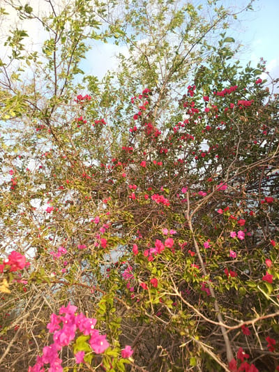 A low-angle, full shot captures a dense bougainvillea bush with vibrant pink and red flowers against a bright blue sky, likely in Juan Griego, Venezuela. The branches are woody and intertwined, with numerous leaves interspersed among the colorful blooms. The foreground features larger, sharper flowers, while the background is a more diffused mix of foliage and sky. No people or animals are visible in the scene.