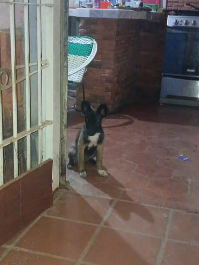 The image captures a small, young dog, likely a puppy, sitting on a reddish-brown tiled floor. The dog has a dark face and back, tan-colored legs, and a prominent white patch on its chest. Its ears are erect, and it is looking directly at the camera.
The setting appears to be an indoor or semi-enclosed space, such as a patio or kitchen, within a residential environment in Juan Griego, Venezuela. To the left, a white metal gate or railing forms a partial barrier. The background features a counter or bar constructed from reddish-brown bricks, with various indistinct items on top. A white and green woven chair is visible behind the dog, next to the brick structure. On the far right, a silver-toned stove or oven with control knobs is positioned against the wall.
The lighting is dim, suggesting evening or night, or an interior with limited natural light. Long shadows, including one cast by the dog, are visible on the tiled floor. The floor is composed of square, terracotta-colored tiles with lighter grout lines. There is no discernible activity beyond the dog resting, and no visible text. The overall atmosphere is quiet and still.