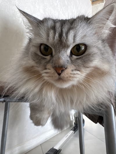 A close-up, frontal portrait depicts a long-haired silver tabby cat situated in a residential interior in Gornyi (Dvurechenskoe S/P), Russia. The cat's head and upper torso are visible, presenting prominent green-hazel eyes, a pinkish-brown nose, and long white whiskers. Its fur pattern consists of dark grey stripes on a lighter grey base over the head and ears, transitioning to a cream-white coloration on the chest and jowls. The ears are pointed with visible internal tufts and longer guard hairs at the tips. The cat is positioned with its front limbs resting on a silver-colored tubular metal frame, likely part of a chair or furniture. The background on the left consists of a plain, light-colored, textured wall. To the right and below the cat, a brown patterned fabric element is partially visible, along with a light-colored tiled or laminate floor and a segment of a white and black stick-type vacuum cleaner beneath the metal frame.