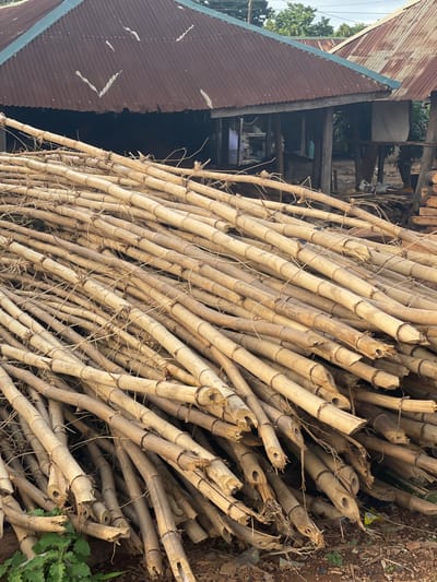 The image shows a large pile of bamboo poles lying outdoors near a building with a corrugated metal roof. The bamboo poles are various lengths and diameters, appearing dry and light brown in color. The environment includes dirt, some vegetation, and signs of rural or semi-rural construction. The location is presumed to be Akwanga, Nigeria, though there are no overt visual cues to confirm that location. No people are visible in the frame. The primary subject is the collection of bamboo and the built environment.