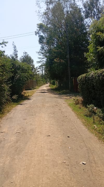 The image depicts an unpaved, light brown dirt road extending into the distance under a clear, pale blue sky in Mosop ward, Kenya. The road surface shows evidence of vehicle tracks, particularly on the right, and contains scattered small debris, including rocks and fragments of light-colored material. Dense green vegetation borders both sides of the road. On the left, a thick line of bushes and trees partially obscures a light-colored, unfinished concrete block wall structure. On the right, a well-maintained green hedge runs along the road, behind which a dark brown wooden gate or door is partially visible. Tall, slender trees with green foliage rise above the vegetation on both sides of the road, extending into the upper frame. A single utility pole, dark in color, stands vertically on the right side of the road, extending upward into the trees. Multiple thin, dark utility lines are visible against the sky in the upper left quadrant. In the far distance, down the road, two indistinct human-like figures are faintly discernible. The scene is illuminated by bright natural sunlight, indicating daytime conditions.