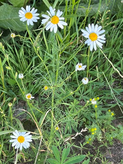 The image depicts a close-up, eye-level view of a patch of wild daisies growing in a naturalistic setting. The flowers, characterized by their white petals and yellow centers, are scattered amongst lush green grass and foliage. Some of the daisies are in full bloom, while others are in bud or partially open, displaying a range of developmental stages. The stems and leaves of the plants are detailed, showing a slightly blurred background that suggests movement or a shallow depth of field. The overall impression is of a wild, uncultivated area, likely a meadow or a roadside verge. The lighting appears to be natural daylight, casting soft shadows and highlighting the textures of the plants. There are no people, animals, or man-made structures visible in the frame. The scene is static and focuses solely on the botanical elements. The location is not specified, but the general environment suggests a temperate climate.
