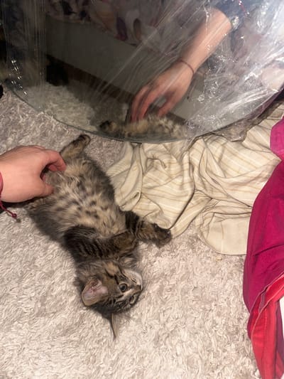 A kitten lies on its back on a white shag carpet, near a round table wrapped in plastic. A tan-striped blanket and a pink shirt are partially visible nearby. A hand reaches into the frame, touching the kitten's belly. Another hand and arm are visible through the plastic on the table. The scene appears to be indoors. No information indicates a location in Marrakesh, Morocco.
