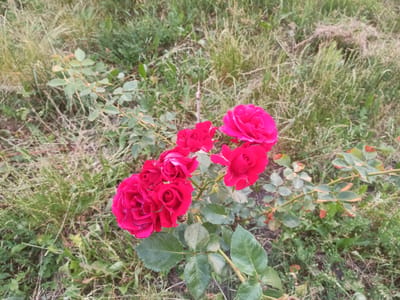A cluster of five deep pink roses is in full bloom on a rose bush. The roses are the primary subject, with their petals unfurling and exhibiting a velvety texture. The rose bush has several green leaves, some appearing slightly discolored with brown edges, and thorny stems are visible. The background consists of dry and green grass, suggesting an outdoor, possibly uncultivated, environment. The lighting indicates it is daytime. No people are present in the image. The scene appears to be a natural setting, possibly a garden or park in Ukrainka, Ukraine.