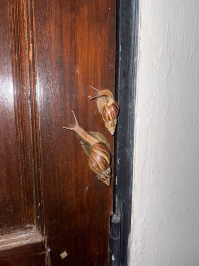 The image shows two large snails crawling on a wooden surface, likely a door or furniture. The snails have distinctive spiral shells with brown and beige patterns. One snail is positioned slightly behind and to the left of the other, with both moving towards the right side of the frame. Their slimy bodies are visible as they move, with their eyestalks extended. The wooden surface is dark brown and appears to have a glossy finish, with some texture and grain visible. Above the wooden surface is a black strip, possibly a trim or a door frame, and then a white wall with a textured surface. The lighting suggests it might be nighttime or an indoor setting with artificial light, as there are some reflections on the wood. The scene is simple and focuses on the natural behavior of the snails. There is no visible text in the image. The location context provided is "บ้านกาญจน์กนก 23, Thailand," which indicates a residential area in Thailand.
