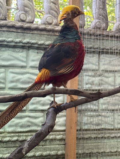 A Golden Pheasant is perched on a branch, its body angled downwards. The bird has a striking appearance with a bright yellow crest and a reddish-brown body with hints of green and black on its wings. Its tail feathers are long and patterned with dark stripes.
The bird is in an enclosure, suggested by the wire mesh visible in the background and to the left of the frame. The enclosure appears to be made of corrugated metal sheeting, which has a textured, light green hue. There is also a wooden beam running horizontally across the enclosure. To the far left, a decorative concrete structure with circular patterns is visible, hinting at a zoological or decorative setting. Green foliage is visible beyond the wire mesh, indicating an outdoor or semi-outdoor environment. The lighting suggests it is daytime, with natural light filtering into the enclosure. There is no visible text in the image. The scene appears to be located in Heniivka, Ukraine.