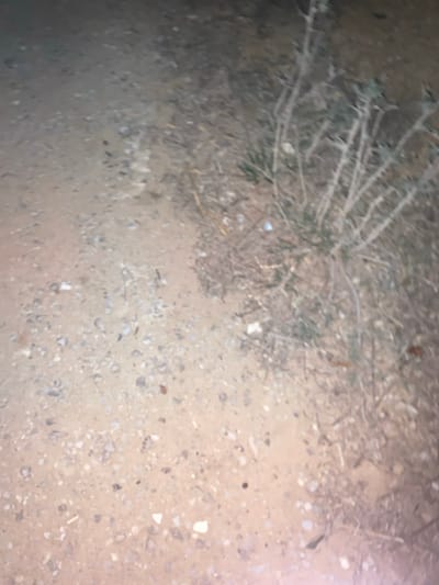 The image depicts a ground-level view of a dry, unpaved surface in الغنادة, Tunisia, under dim, possibly artificial, lighting conditions. The foreground and left half of the scene consist of light brown, compacted soil mixed with numerous small stones and gravel of varying shades. The right half features sparse, dry vegetation, including patches of green grass and several thin, leafless, branched stems, consistent with dry bushes or weeds. Scattered small pieces of white debris, possibly plastic or paper, are visible on the ground, particularly near the vegetation. No individuals, specific actions, or interactions are discernible. The image quality is low, exhibiting blurriness and grain.