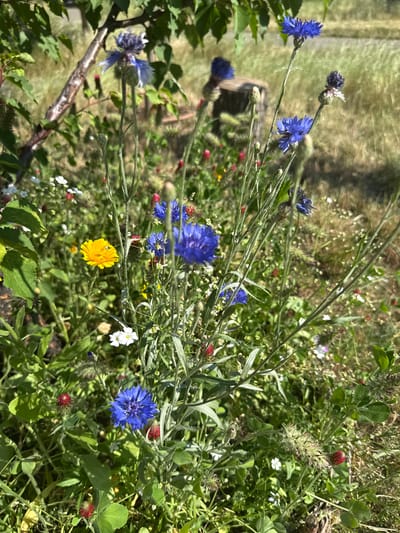 This is a close-up, high-angle shot of a cluster of wildflowers, with a focus on several blue cornflowers. The scene appears to be a natural, outdoor setting, likely a meadow or garden, bathed in bright sunlight suggesting midday. The background is a blur of green foliage, other small wildflowers (white and red), and hints of dried grass, creating a soft, natural bokeh effect.
The primary subjects are the vibrant blue cornflowers, with their distinctive feathery petals. One particularly prominent blue flower is in the center-right of the frame, its petals spread open. Other blue flowers are scattered throughout, some in sharp focus, others slightly blurred. A single yellow wildflower, possibly a calendula, is also visible, adding a splash of contrasting color. Several red buds or small flowers, possibly clover or poppies, are interspersed among the greenery. The textures of the flowers and the delicate, thin stems are noticeable.
The overall impression is one of natural beauty and the peak of summer bloom. There is no visible text, people, or specific objects that would indicate an event or activity beyond the natural growth and display of the flowers. The lighting suggests a clear, sunny day. The location context of Kyiv, Ukraine, places this scene within a natural landscape that might be experienced in the Ukrainian countryside or a city park during the warmer months. The abundance and variety of flowers evoke a sense of vibrancy and life.