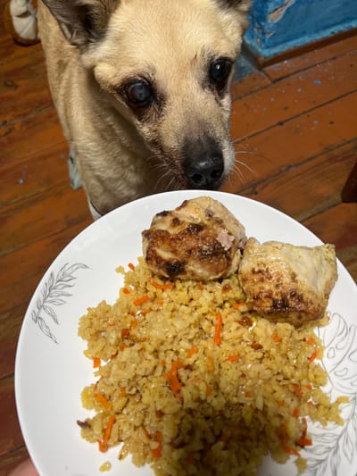 A dog looks up at a plate of food containing two pieces of cooked chicken and rice with shredded carrots. The food is served on a white plate with a leaf pattern. The scene is set on a wooden floor, with a blue surface visible in the background. The lighting suggests it might be indoors. The dog's expression is curious and eager, indicating it is interested in the food. The location is identified as Nizhny Tagil, Russia. There is no visible text in the image.