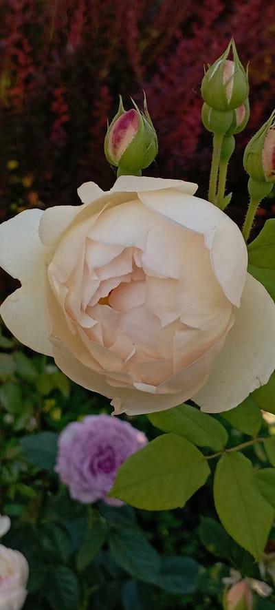The image displays a close-up view of a creamy white rose in full bloom, with its delicate petals unfurling to reveal a soft, peachy center. Several rosebuds, partially tinged with pink, are visible in the background. To the left and lower in the frame, a blurred lavender rose adds a contrasting splash of color. The foliage surrounding the roses is a vibrant green. The overall setting suggests a garden environment, possibly in the city of Radisne, Ukraine, given the context provided. The lighting indicates it may be late afternoon or early morning, casting soft shadows. There are no people or animals depicted in the image.
