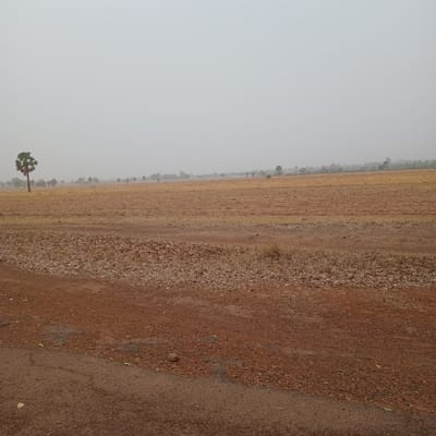 The image depicts an agricultural landscape in Bomo, Nigeria, under a hazy or foggy sky. The dominant feature is a large, dry field covered in harvested stalks, suggesting a recent crop. The ground is brown and sparsely vegetated. A single palm tree stands out in the lower-left corner of the frame. A dirt path or road runs along the right edge of the image, composed of reddish-brown soil and scattered debris. No people, animals, or structures are discernible in the picture.