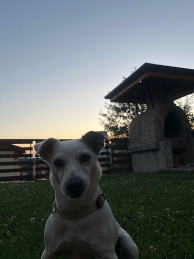 The image shows a medium-sized white dog with brown markings on its ears and face, sitting on a green lawn. The dog is facing the camera, and its expression appears alert. In the background, there is a rustic outdoor pizza oven with a wooden roof structure. Behind the oven, a wooden fence separates the yard from other structures, which are partially visible. The sky above is clear and gradually transitions from a pale blue at the top to a warmer, yellowish hue near the horizon, suggesting either sunrise or sunset. The overall setting appears to be a backyard in the city of Vladaya, Bulgaria, possibly during an evening or early morning.