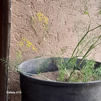 The image displays a close-up, eye-level view of a plant growing in a dark-colored pot, positioned against a textured wall in the city of Khan Yunis, Palestinian Territory. The plant features delicate, feathery green leaves and multiple stems topped with small clusters of bright yellow flowers. The pot is dark, appearing to be made of plastic, with soil visible around the plant's base. The background consists of a rough, light brown or beige stucco-like wall. A dark vertical structure, possibly a door or window frame, is visible along the far left edge of the image. No people are present, and no actions or interactions are depicted. The text "Galaxy A14" is visible in the bottom-left corner of the image.