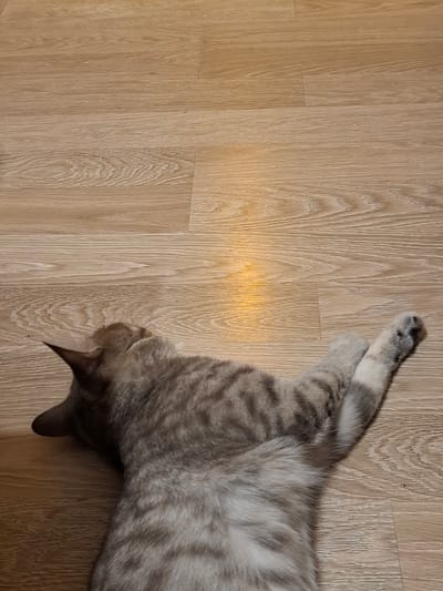 The image shows a grey tabby cat lying on its back on a light-colored laminate floor. The cat is in the lower half of the frame, with its head turned to the left and its paws extended. There is a patch of yellow light on the floor above the cat, possibly from a window or lamp. The floor has a wood grain pattern. The image was taken in Zemun, Serbia.