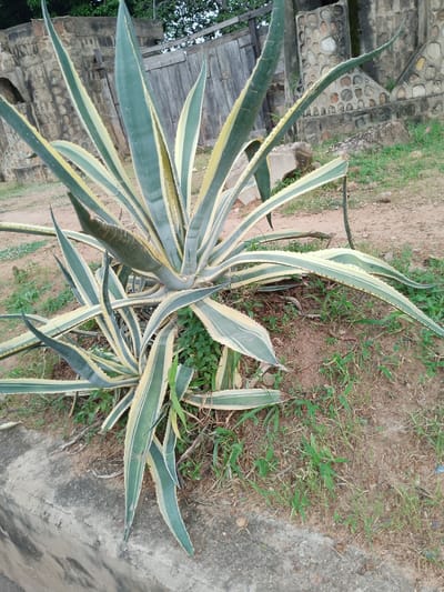 In Jalingo, Nigeria, a variegated agave plant with thick, fleshy leaves edged in creamy yellow and green dominates the foreground. The plant is situated next to a concrete barrier. Behind it, a rustic wooden fence and a stone wall with circular stone inlays form the backdrop. The ground is covered with dry soil and sparse green grass. The scene appears to be outdoors in a semi-arid environment. No people are present.