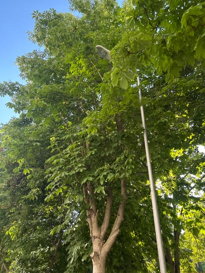 The media file is a close-up, low-angle shot of a tree canopy against a bright blue sky. The leaves are a vibrant green, and the sunlight filters through them, creating a dappled effect. A silver metal pole runs horizontally across the upper part of the frame, intersecting the branches and leaves. Part of a street lamp is visible in the upper left quadrant of the image, attached to what appears to be the metal pole. The tree branches are thick and textured, with some smaller twigs and new growth visible. The overall scene suggests a warm, sunny day, likely outdoors in an urban or suburban setting given the presence of the street lamp and metal pole. The perspective from below looking up at the tree creates a sense of being immersed in nature, with the sky serving as a backdrop. There are no people or explicit text visible in the image. The time of day appears to be daytime, with the bright sunlight. The location context of Varna, Bulgaria, does not provide specific visual cues within the image itself, but suggests an outdoor environment in that region.