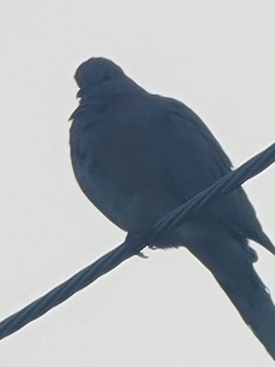 A dark, silhouetted bird is perched on a power line against a pale, overcast sky. The bird is facing left, with its head slightly lowered. Its plumage is uniformly dark, appearing almost black in the low light. The power line it sits on is a dark, angled cable. The background is a featureless expanse of light gray, suggesting an outdoor setting, possibly in Barakin Akawo, Nigeria, where power lines are a common sight. No people or other objects are visible in the frame.