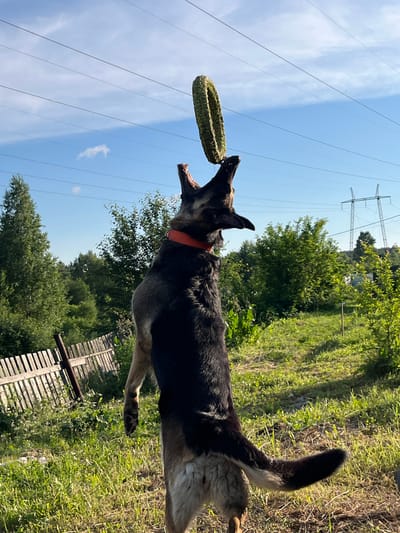 A German Shepherd dog is captured mid-air, catching a circular, green chew toy. The dog is wearing an orange collar. The background depicts a sunny day with a clear blue sky and tall green trees. Electrical power lines stretch across the sky, with large metal towers visible in the distance. A wooden fence is partially visible in the lower right of the frame. The scene appears to be an outdoor, rural setting. The dog's mouth is open, and its ears are perked, suggesting an active and engaged moment of play. The overall mood is energetic and playful. The photo was taken in Nizhny Tagil, Russia.